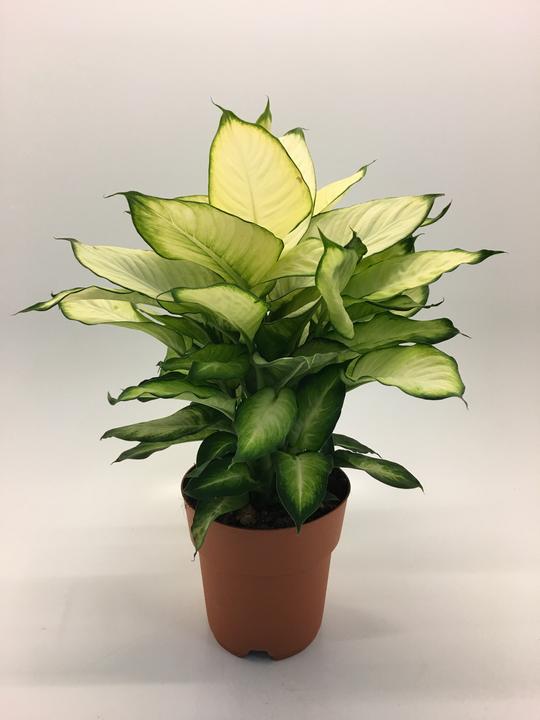 Rutishauser Blumen Diffenbachia Summer Style (50 cm)