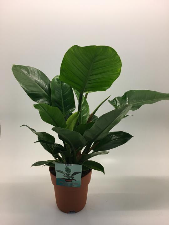 Image du produit Rutishauser Philodendron (60 cm)