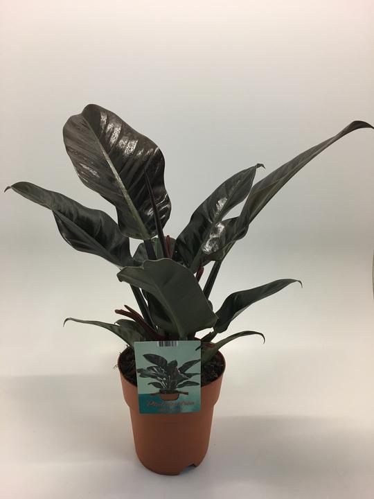 Image du produit Rutishauser Blumen Philodendron Imperial Red (60 cm)