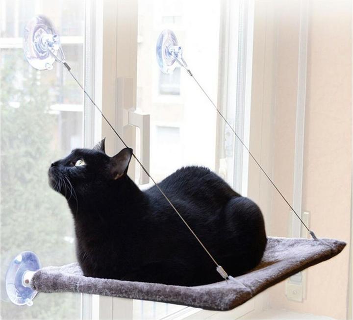 Actual product image United Pets Cat View (Cat)