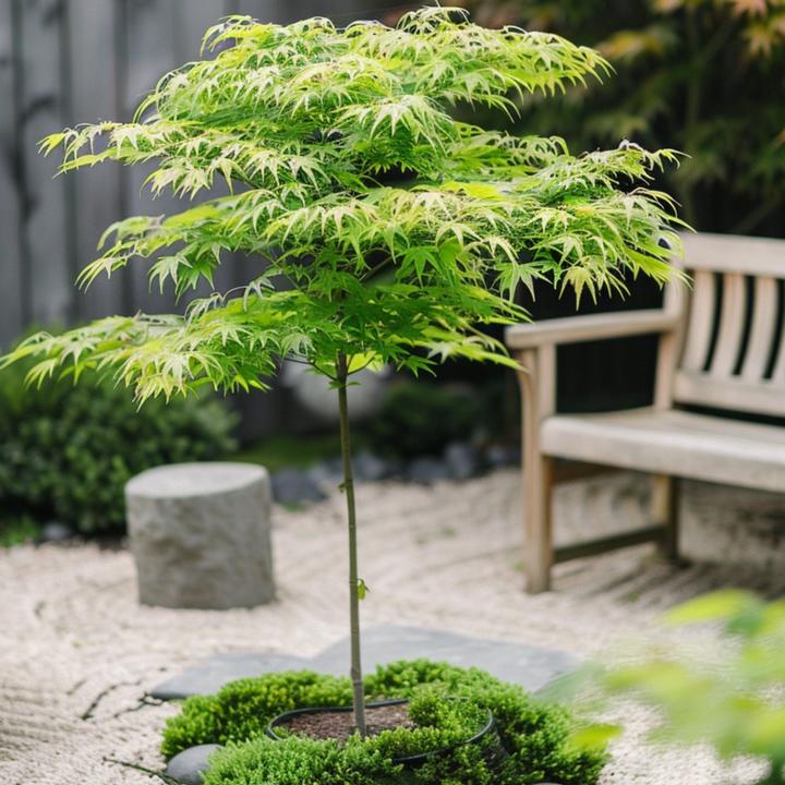 Immagine prodotto Plant in a Box Acer palmatum 'Going Green' - Japanischer Ahorn (35 cm)