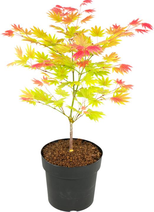 Image du produit Plant in a Box Acer palmatum 'Moonrise' - Érable à feuilles d'érable (40 cm)