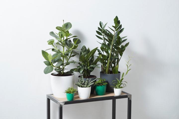 Actual product image Elho Brussels