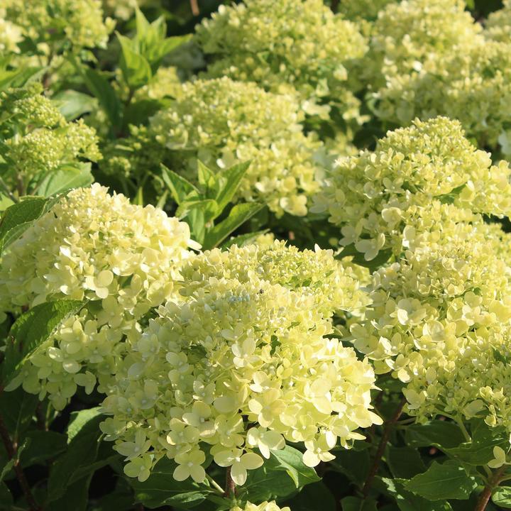 Image du produit Zulauf Zwerg-Rispen-Hortensie / Hydrangea pan. 'Little Lime' (30 cm)