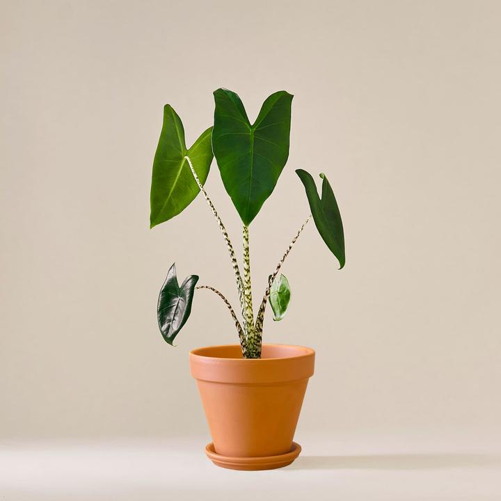 Mary and Plants Alocasia Zebrina mit Terrakotta Topf (55 cm)