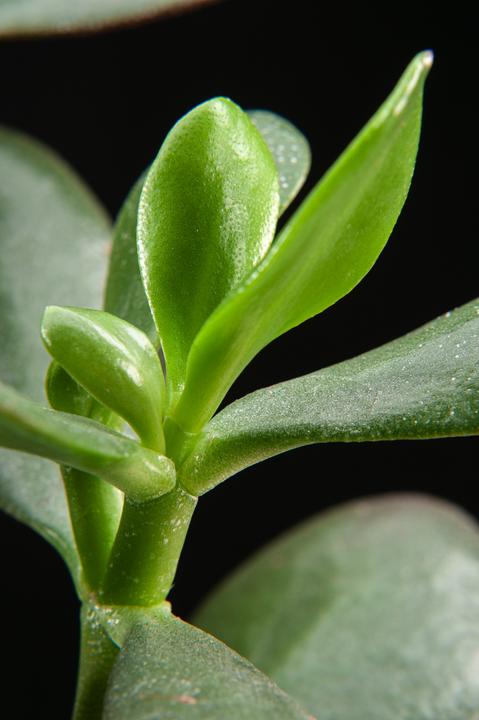 Immagine prodotto Plant in a Box Crassula ovata Minor - Pianta di giada (60 cm)