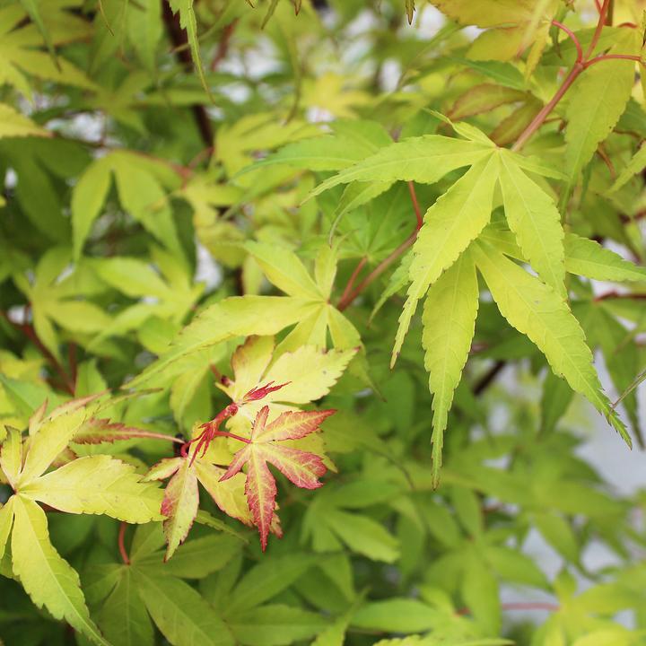 Immagine prodotto Zulauf Acero giapponese / Acer palmatum 'Katsura' (80 cm)