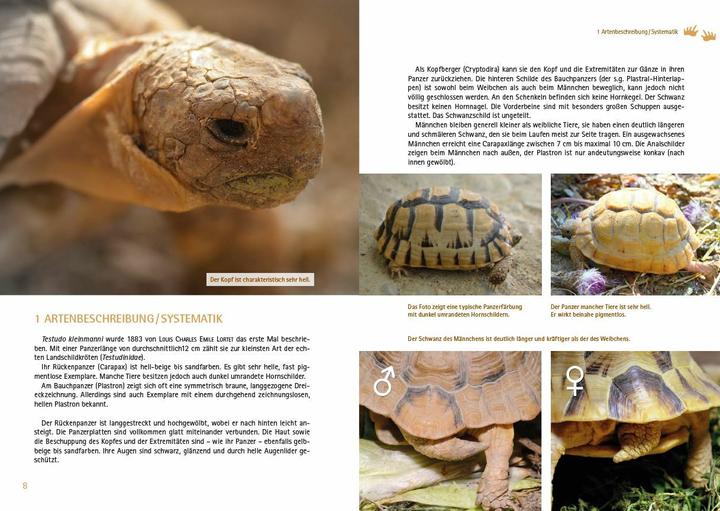 Produktbild Testudo kleinmanni (Deutsch, Christine Dworschak, 2018)