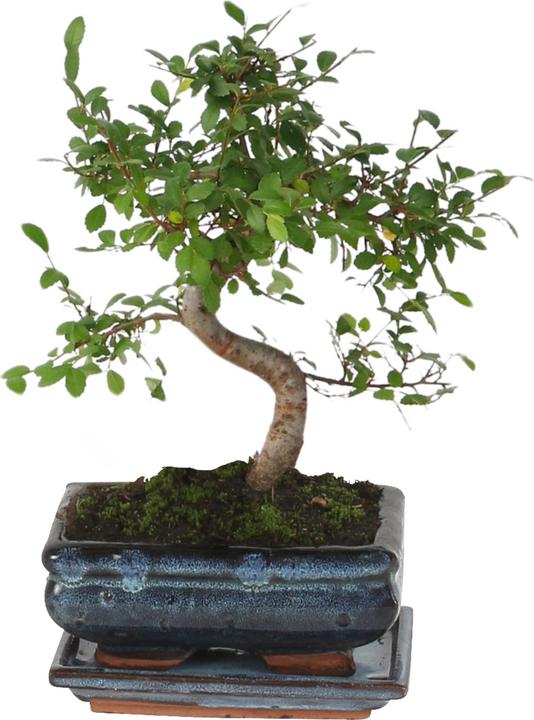 Image du produit Plant in a Box Zelkova serrata - Bonsaibaume (20 cm)