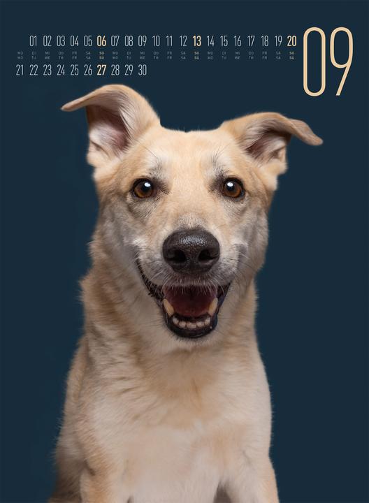 Actual product image Frei Schnauze - Kalender 2026 (33 x 45 cm, Hardcover, English, German)