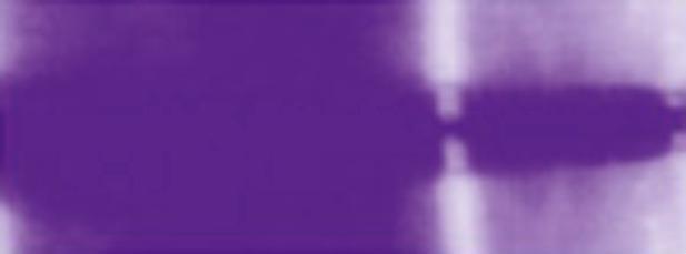 Actual product image Lady Violet (Lady Violet)