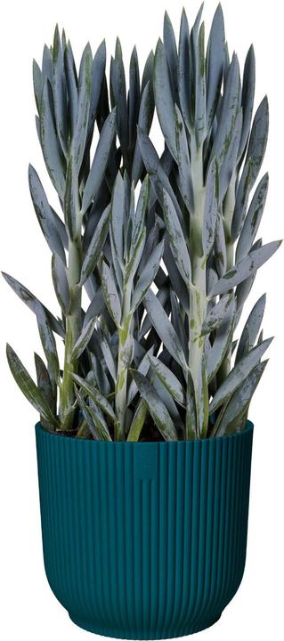 Image du produit Elho Pliage des vibrations (18.35 cm)