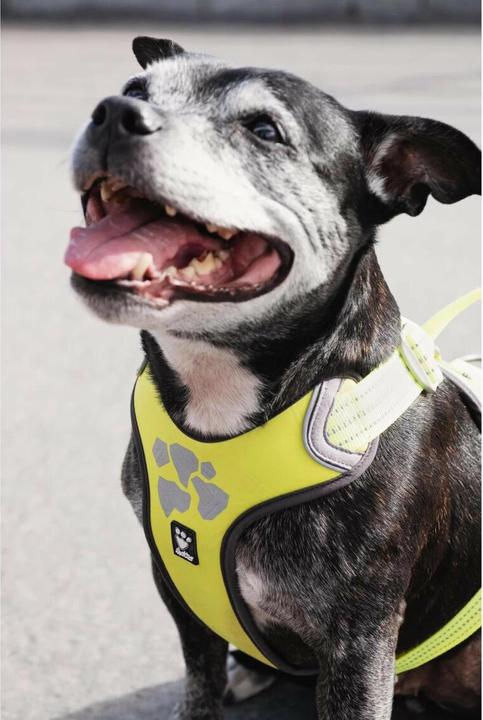 Immagine prodotto Hurtta Imbracatura Weekend Warrior, viola (L, Cane, Generale)