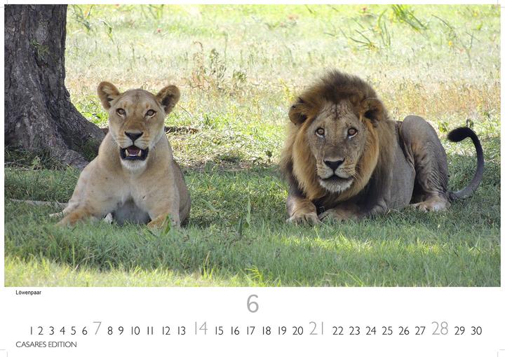 Immagine prodotto Big Cats 2026 S 24x35cm (24 x 35 cm, Tedesco)