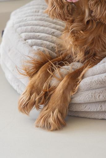 Actual product image Designed by Lotte Reza reclining cushion (Dog)