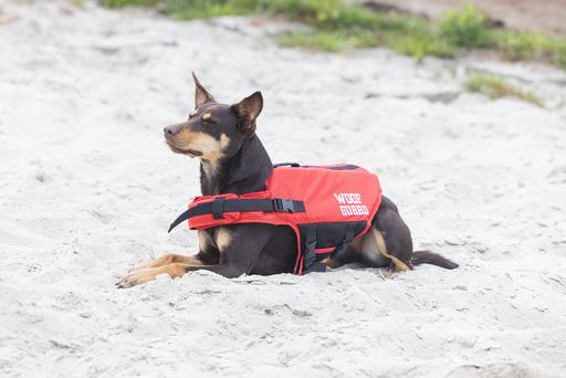 Immagine prodotto Beeztees Giubbotto di sicurezza (Giubbotto di salvataggio per cani)