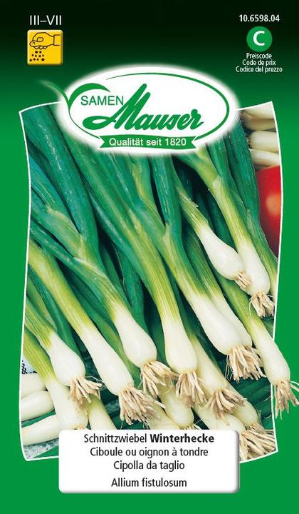 Produktbild Samen Mauser Schnittzwiebel Winterhecke (Blumenzwiebel)