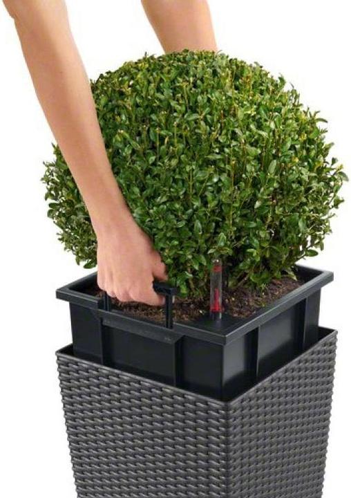 Produktbild Lechuza Cube Cottage (29.50 cm)