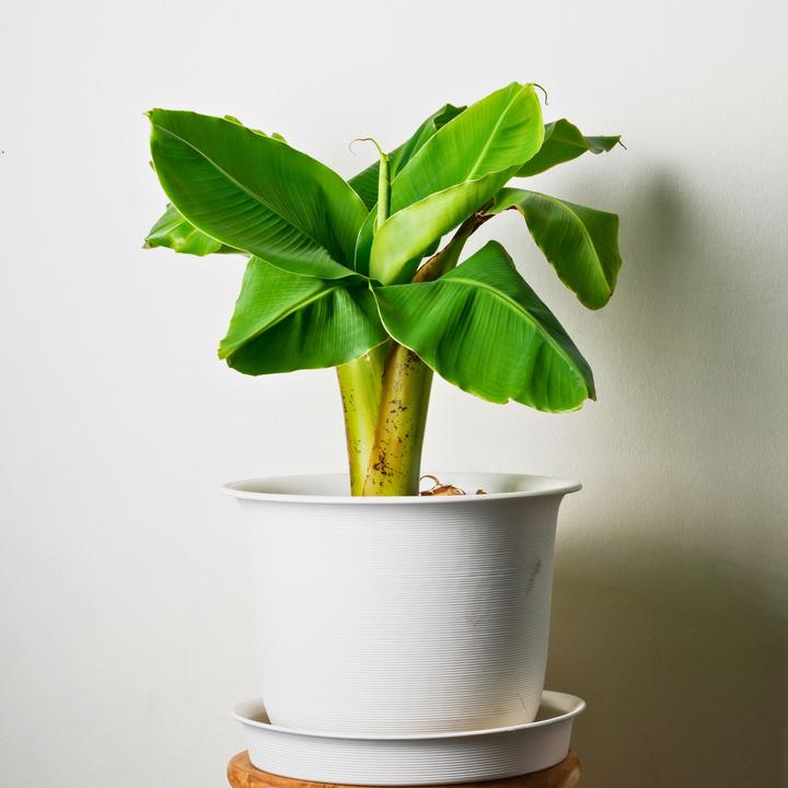 Produktbild Plant in a Box Musa Basjoo - (25 cm)