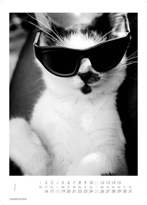 Actual product image Cats 2026 S 29x21cm (29 x 21 cm, German)