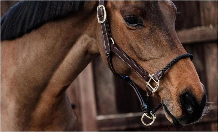 Actual product image Kentucky Horsewear Leather rope halter