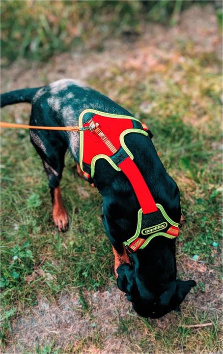 Immagine prodotto Niggeloh Pettorina per cani Segui il sentiero (M, Cane, Sport cane)