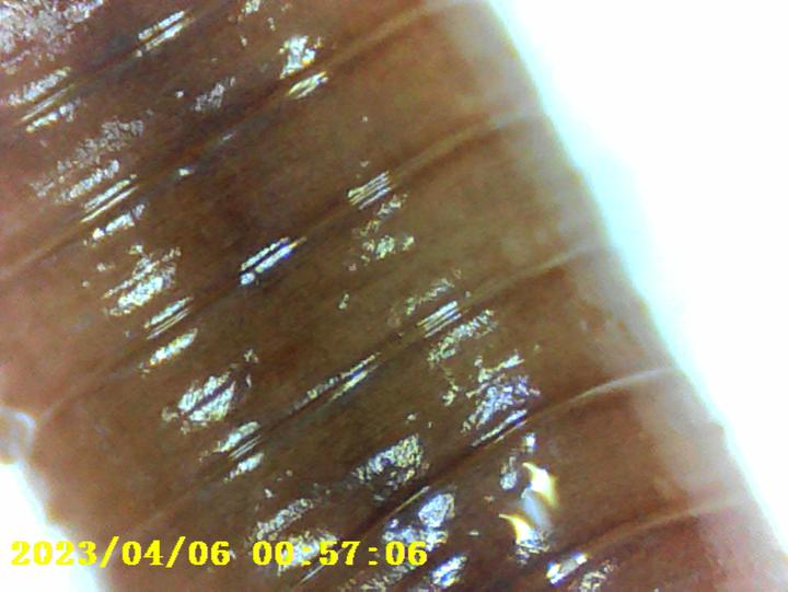 Actual product image Denver MSC-255 Digital Microscope Black New