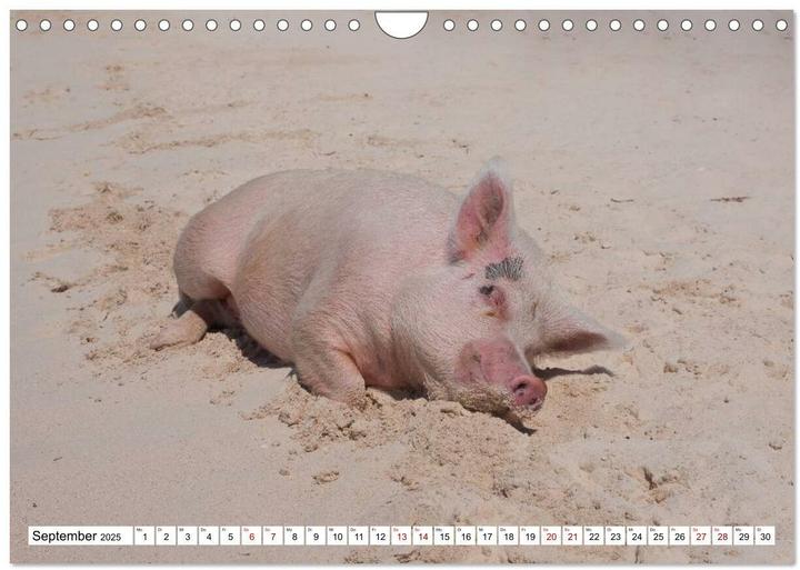Image du produit Schweine im Dauerurlaub auf den Bahamas! (Wandkalender 2025 DIN A4 quer), Monatskalender (A4, Allemand)