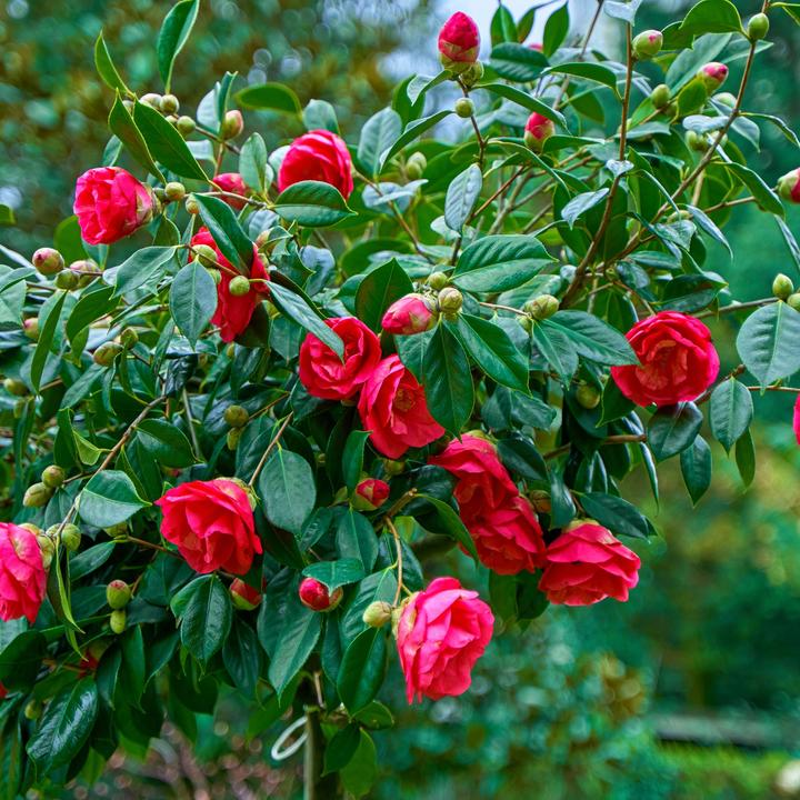 Produktbild Plant in a Box Camellia japonica Dr. King - Japanische Rose (60 cm)