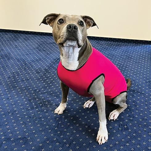 Actual product image PerAnimal Dog body without legs - F (6, Dog coat)