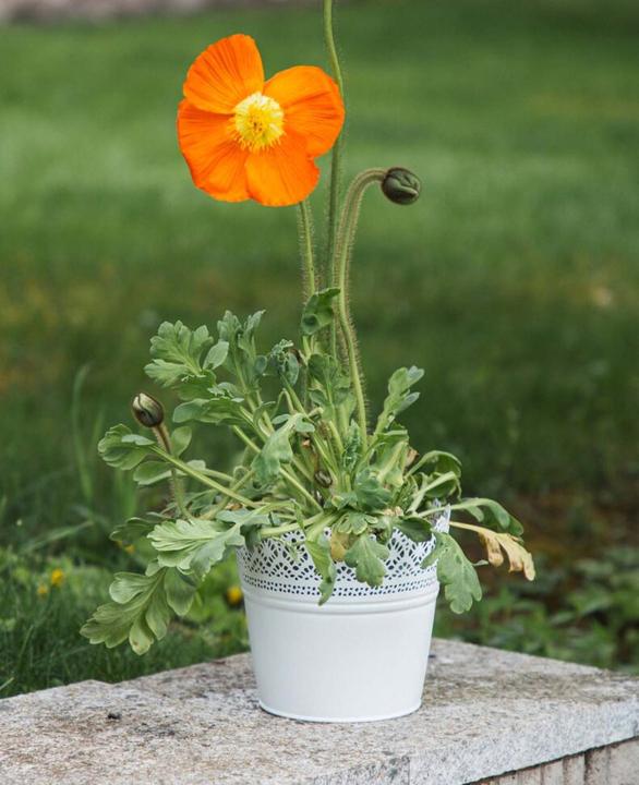 Image du produit Esmée Pot de fleurs, cache-pot avec pointes, tôle (16 cm)