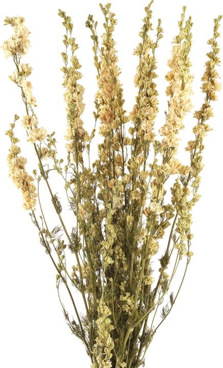 Actual product image Geschenkkörbe CH Delphinium, Delphinium dried flowers, natural white (Dried flowers)