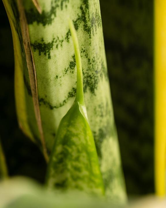 Actual product image feey Big mother-in-law's tongue (85 cm, Freshly repotted)