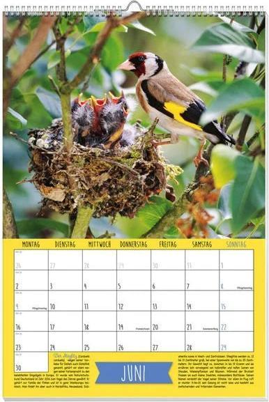 Immagine prodotto Calendario con poster degli uccelli canori nativi 2025 (Nessuna rilegatura, Tedesco)