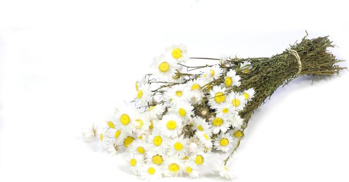 Image du produit Anjel Acroclinium Bund
