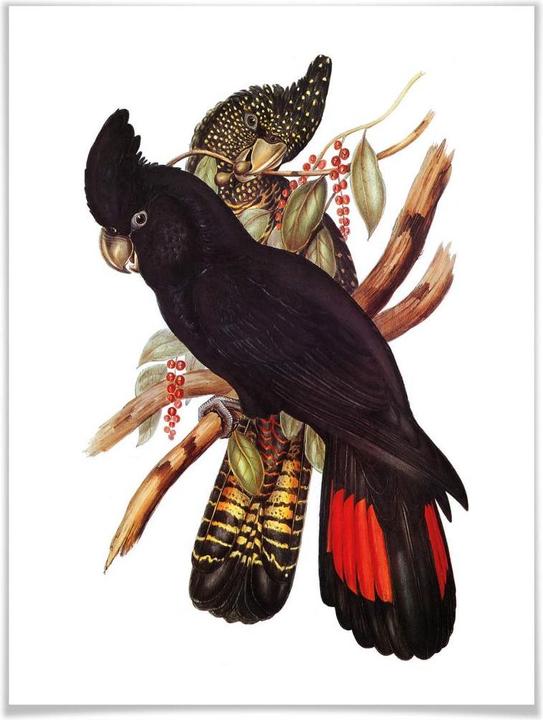 Produktbild Trenddeko Schwarzer Kakadu (24 x 30 cm)