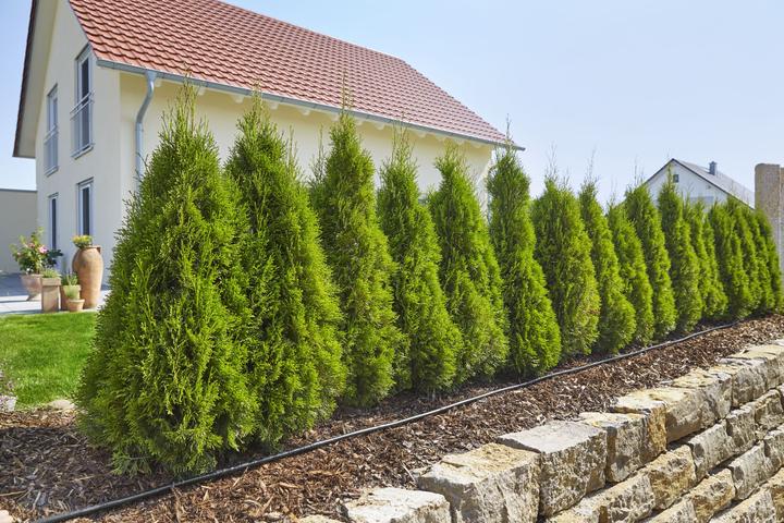 Produktbild Gardena MDS Start-Set Pflanzreihen L (Tropfbewässerung Set)