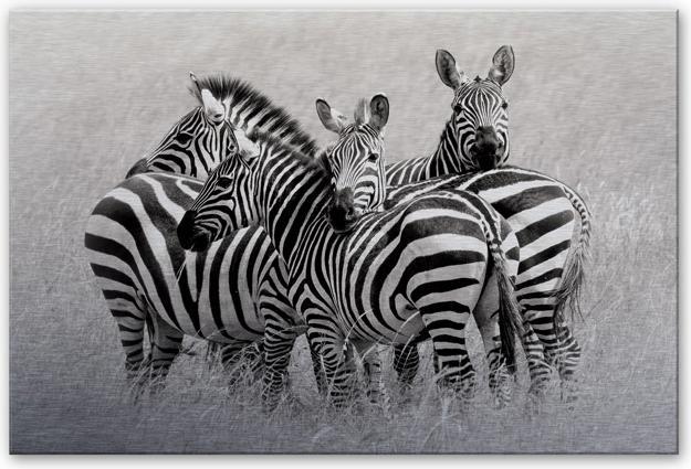 Produktbild Trenddeko Trubitsyn - Zebras in der Savanne (60 x 40 cm)