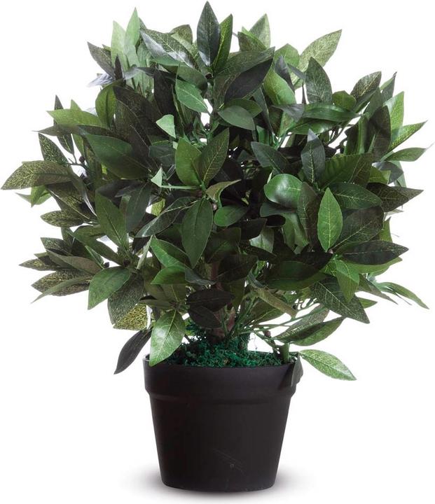 Produktbild Paperflow Lorbeerbaum (50 cm)