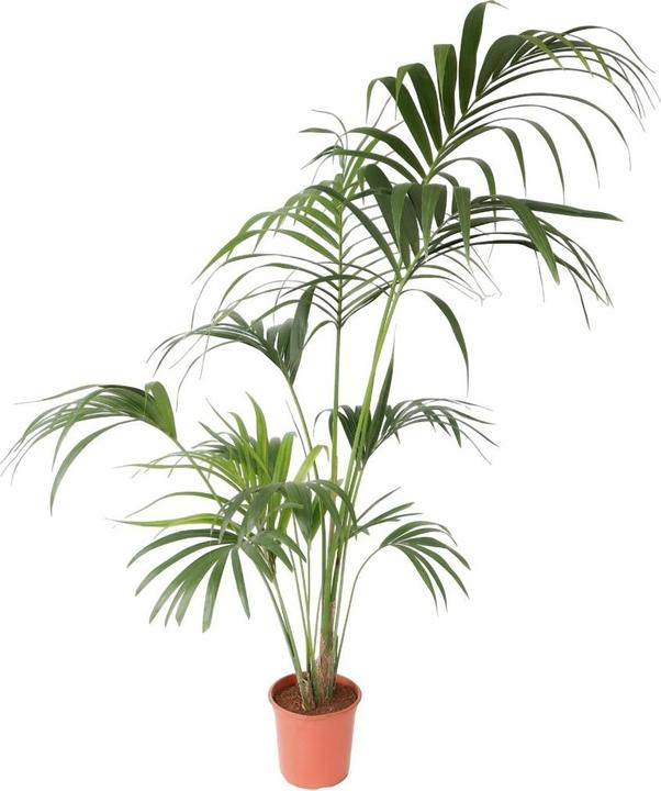 Produktbild Plant in a Box Howea forsteriana - Kentia Palme (170 cm)
