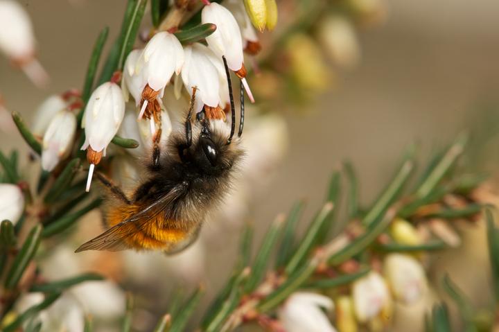 Actual product image Wildbiene BeeHome Classic (Bee)