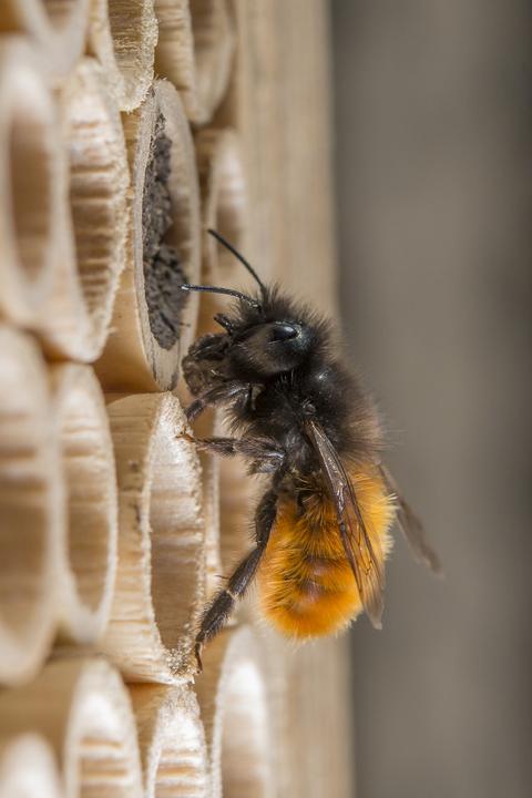 Actual product image Wildbiene BeeHome Classic (Bee)