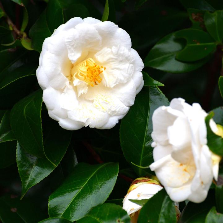 Image du produit Plant in a Box Camellia japonica Brushfield Yellow - Lot de 2 roses japonaises (50 cm)