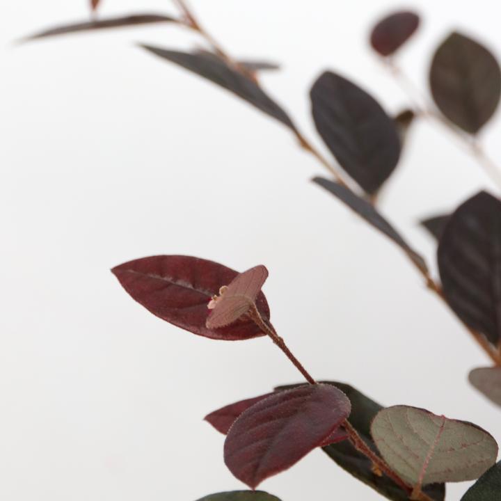 Produktbild Plant in a Box Loropetalum 'Fire Dance' - Riemenblüte (30 cm)