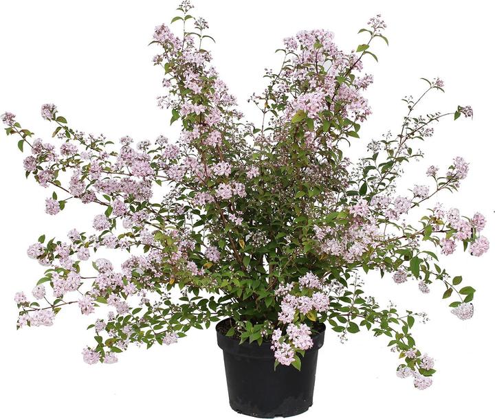 Produktbild Zulauf Rosen-Deutzie / Deutzia hyb. 'Mont Rose' (100 cm)