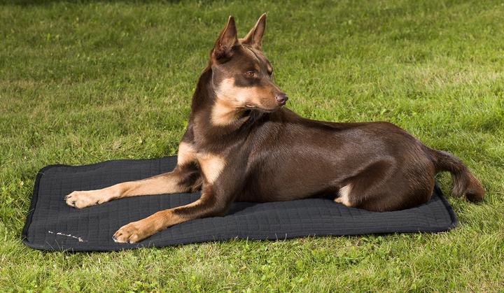 Produktbild Back on Track Hundematratze Allround (Hund)