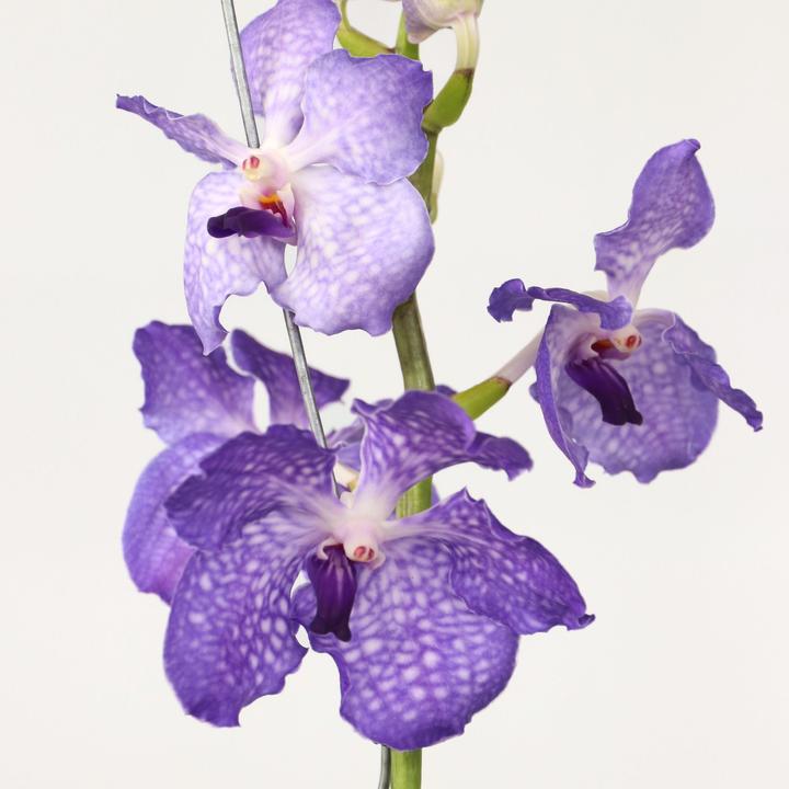 Produktbild Plant in a Box Vanda New Blue - Orchidee (55 cm)