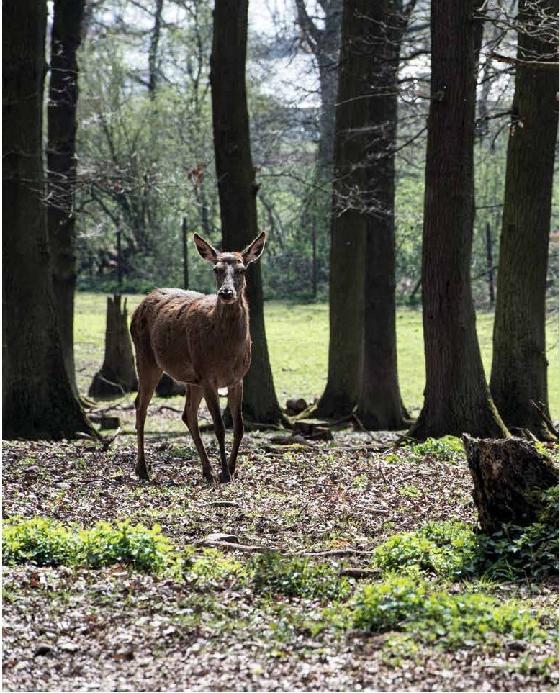 Produktbild Schnelle Wildgerichte - Das Wild Kochbuch (Deutsch, Markus Bitzen, 2021)
