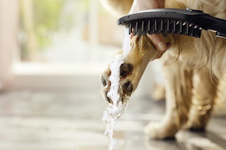 Image du produit hansgrohe DogShower Pommeau de douche pour chien 150 (3 jets) (3 Types de jets, 7.60 l/min)