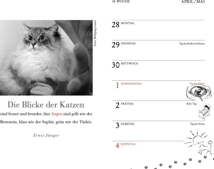 Produktbild Katzen Taschenkalender 2025 (9.5 x 15 cm, Harter Einband, Deutsch)